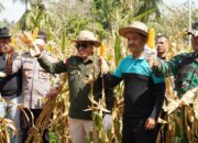 Bupati Eka Putra Panen Raya Perdana Jagung di Rambatan