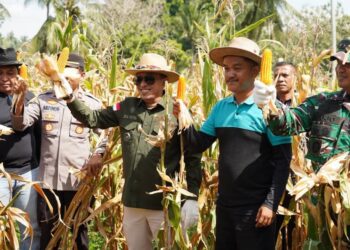 Bupati Eka Putra Panen Raya Perdana Jagung di Rambatan