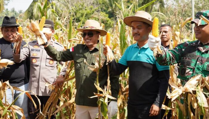 Bupati Eka Putra Panen Raya Perdana Jagung di Rambatan