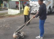 Respon Keluhan Warga, Pemko Padang Panjang akan Tertibkan Anjing yang Berkeliaran Cegah Rabies