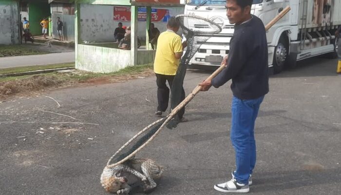 Respon Keluhan Warga, Pemko Padang Panjang akan Tertibkan Anjing yang Berkeliaran Cegah Rabies