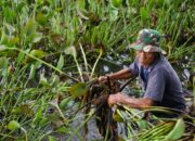 Pembersihan Enceng Gondok di Talago Koto Baru: Upaya Menjaga Keindahan dan Potensi Wisata Air Tanah Datar