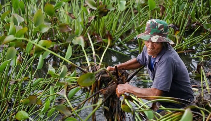 Pembersihan Enceng Gondok di Talago Koto Baru: Upaya Menjaga Keindahan dan Potensi Wisata Air Tanah Datar