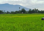 Program MBG Dongkrak Serapan Produk Pertanian Lokal