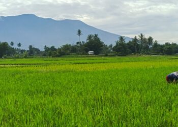 Program MBG Dongkrak Serapan Produk Pertanian Lokal