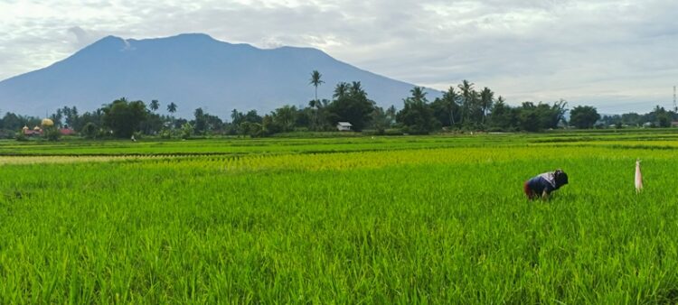 Seorang petani di Nagari Koto Tangah, Kecamatan Tilatang Kamang, Kabupaten Agam tengah membersihkan lahan miliknya, Rabu (8/1). Program Makan Bergizi Gratis (MBG) yang kini tengah berjalan diyakini akan ikut mendrongkrak serapan pangan lokal di Sumbar. REZKY ARYENDI