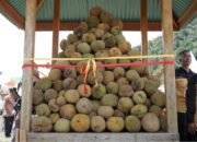 Solok Selatan Never Sleep! Siap-Siap Sambut Event Akbar Festival Durian 2025