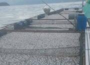75 Ton Ikan Mati di Danau Maninjau, Kerugian Capai Rp1,875 Miliar