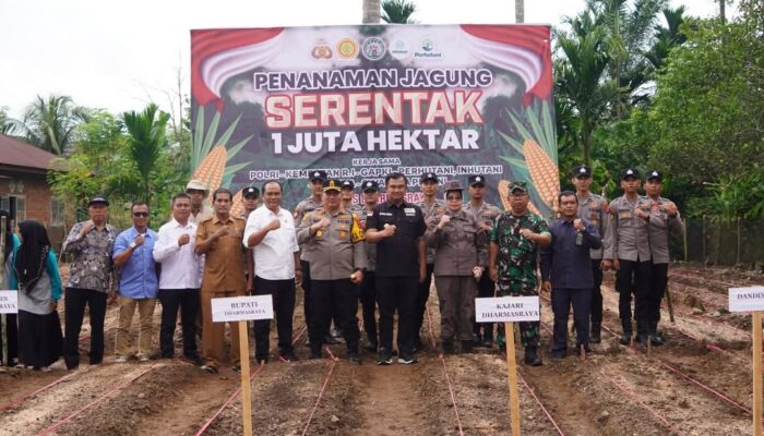 Pemkab Dharmasraya Perkuat Ketahanan Pangan Lewat Penanaman Jagung 1 Juta Hektare