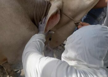 Cegah Penyebaran PMK, Disnakeswan Sumbar Perketat Pengawasan dan Penyemprotan Disinfektan