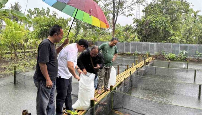 Anggota DPD RI Muslim M Yatim Tebar 10 Ribu Bibit Ikan Lele di Kolam Kolaborasi Kampung Golai Jati