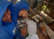 Ratusan Sapi di Sumbar Terpapar, 20 Ribu Vaksin PMK Didistribusikan