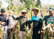 Nagari Padang Magek Panen Raya Perdana Jagung