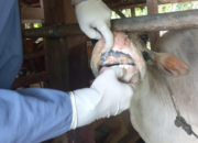 Vaksinasi PMK di Sumbar Mencapai 95%, Target 100% Sebelum Ramadan