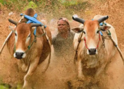 Alek Pacu Jawi Digelar di Sungai Tarab