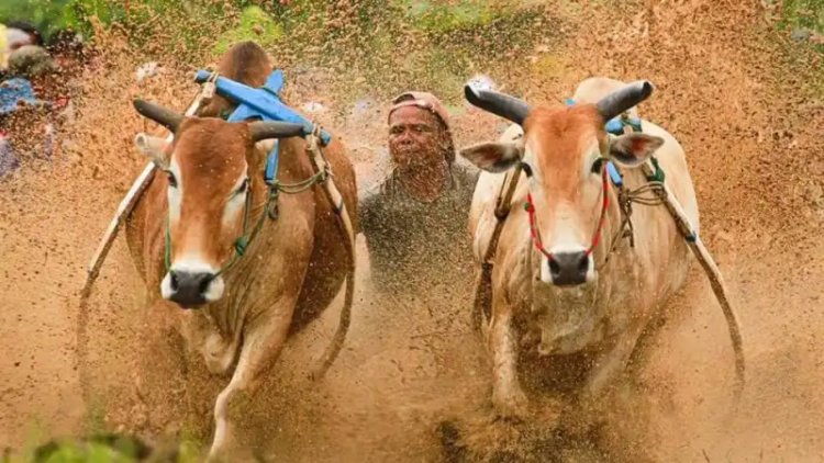 Alek Pacu Jawi di di Sawah Subarang, Jorong Koto Hiling, Kecamatan Sungai Tarab, Sabtu (4/1). IST