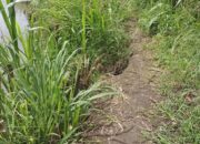 Petani Minta Pemerintah Perhatikan Keselamatan Warga Terkait Jalan Akses Pertanian di Koto Tangah Tilatang Kamang