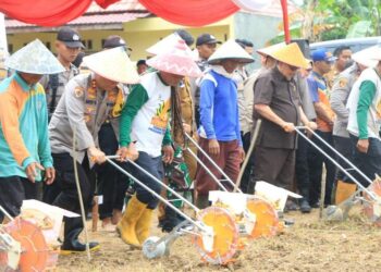 Penanaman Jagung Serentak