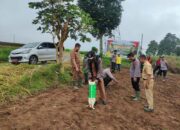 Tanam Jagung Serentak 1 Hektare di Sitinjau Gunuang, Forkopimca Batipuh Dukung Program Presiden Prabowo