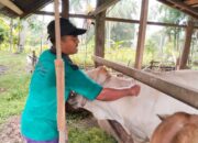 627 Kasus PMK Ditemukan, Dinas Peternakan Padang Pariaman Lakukan Vaksinasi