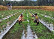 Petani Cabai di Nagari Lingkuang Aua Dikunjungi Bhabinkamtibmas 