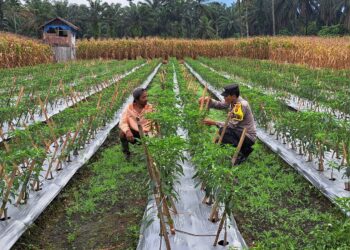Petani Cabai di Nagari Lingkuang Aua Dikunjungi Bhabinkamtibmas 