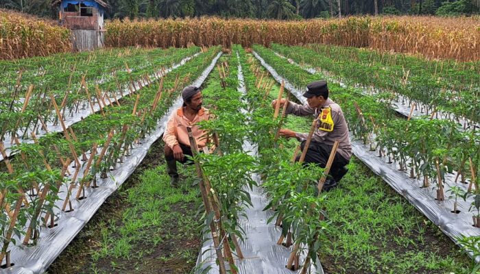 Petani Cabai di Nagari Lingkuang Aua Dikunjungi Bhabinkamtibmas 