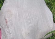 Geger, Mayat Terbungkus Karung Ditemukan di Tanah Datar