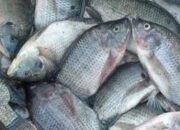 Meski Capai Target, Produksi Ikan Budidaya di Kota Pariaman Turun