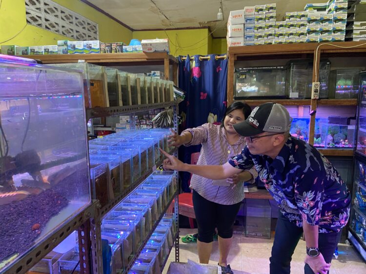 Pemilik Wali Aquarium, Gustina Zalukhu saat memperlihatkan ikan hias di kedai nya kepada pengunjung
