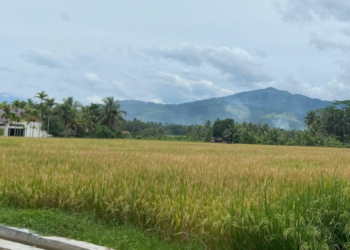 KUR Sektor Pertanian Dominan, BRI Tunjukkan Komitmen Dukung Asta Cita
