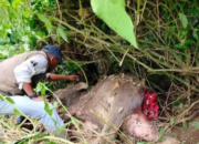 Ternak Warga di Matur Mati, Diduga Dimangsa Harimau