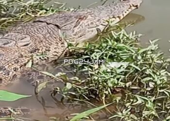Buaya Berukuran Besar Gegerkan Warga Nanggalo Padang