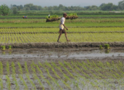 Dinas Tanaman Pangan, Hortikultura, dan Perkebunan Sumbar: Dukung Swasembada Pangan
