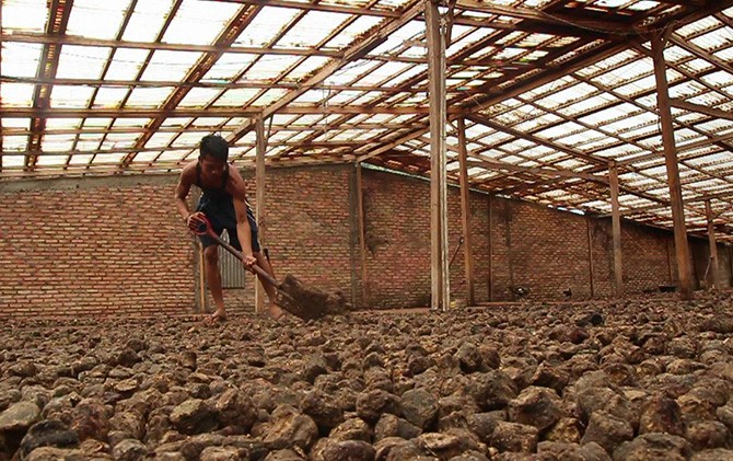 Gambir merupakan salah satu dari 4 komoditas unggulan di Sumatera Barat, selain kakao (coklat), karet, dan kelapa sawit. IST