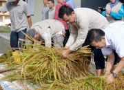 Kelompok Tani Galundi Sepakat  Panen Perdana Sawah Pokok Murah