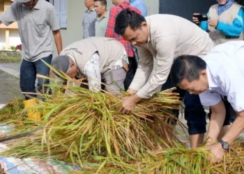 Kelompok Tani Galundi Sepakat  Panen Perdana Sawah Pokok Murah