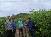 Luas Lahan Gambir di Sumbar 28.76o Hektare dan Produksi 25.818 Ton