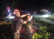 Cuaca Ekstrem di Padang, Pohon Tumbang Rusak Mobil dan Pagar Rumah Warga