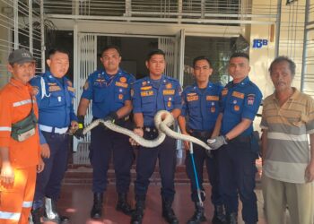 Ular Masuk Kantor DPD Nasdem Padang, Damkar Sigap Lakukan Evakuasi