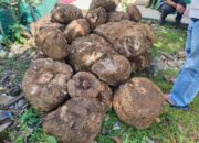 BKSDA Pasaman Amankan Umbi Tanaman Langka Amorphophallus Titanium