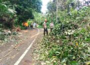 BPBD Padang Tangani Pohon Tumbang di Sungai Pisang, Akses Jalan Kembali Normal