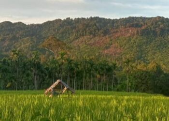 Pembabatan Liar Ancam Hutan Lindung Rimbo Aneh, KPHL Agam Lakukan Investigasi