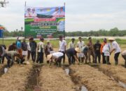 Pemkab Pasbar Laksanakan Tanam Perdana Sawah Pokok Murah