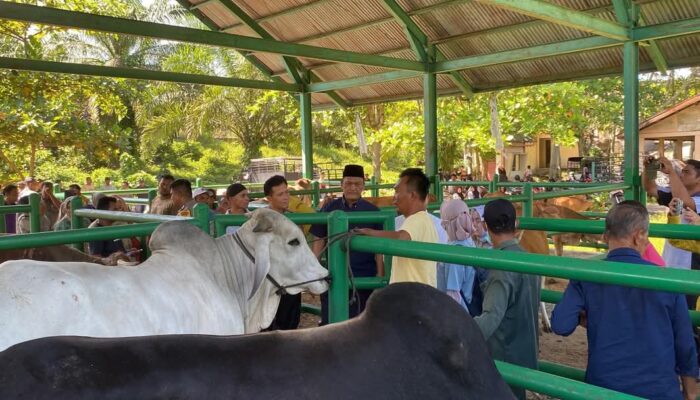 Jelang Idul Adha, Wabup Pasbar Tinjau Kesehatan Hewan Kurban di Pasar Ternak Simpang Tiga