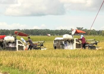 Salah satu area persawahan petani yang siap untuk di panen. Pemerintah Kabupaten Pasaman Barat menargetkan penambahan luas tanaman padi sebanyak 20.321 ha pada  tahun 2025.IST