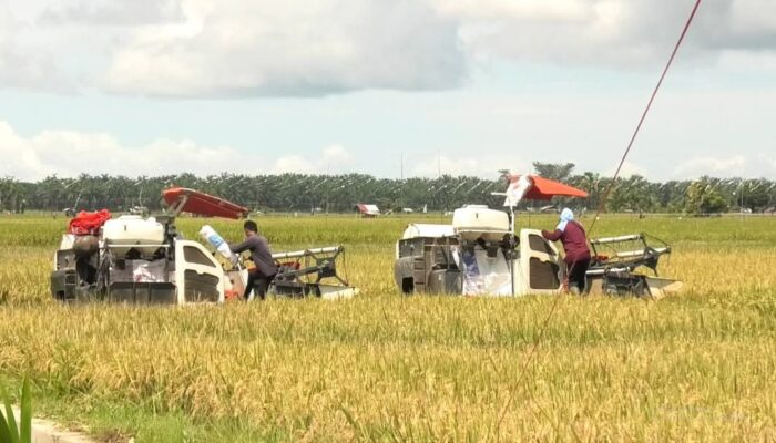 Luas Tanam Padi di Pasbar Ditargetkan 20.321 Ha