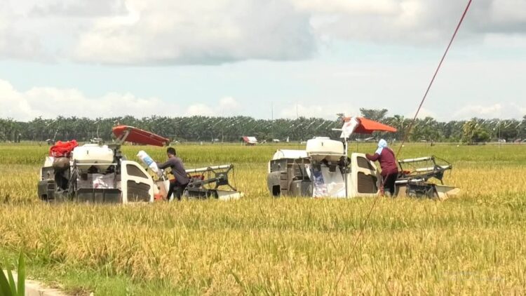 Salah satu area persawahan petani yang siap untuk di panen. Pemerintah Kabupaten Pasaman Barat menargetkan penambahan luas tanaman padi sebanyak 20.321 ha pada tahun 2025.IST