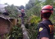 Cuaca Ekstrem di Padang, Pohon Besar Timpa Rumah Warga di Kuranji