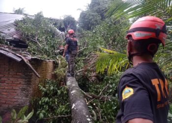 Cuaca Ekstrem di Padang, Pohon Besar Timpa Rumah Warga di Kuranji